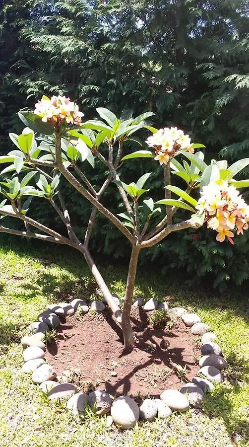 Paraiso das Flores Estreito Da Calheta Ferienhaus